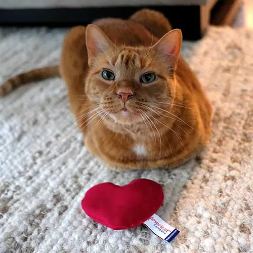 Vista 4 de Americat Company Paquete de 2 juguetes de hierba gatera hechos en Estados Unidos, juguetes de peluche para gatos y corazones rellenos de hierba