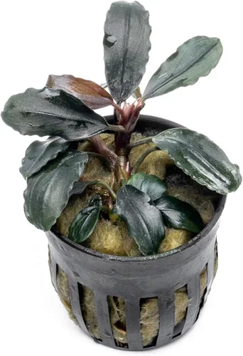 Vista 35 de SubstrateSource Bucephalandra Brownie Phantom - Planta de acuario viva – Decoración natural de pecera de agua dulce, decoración acuática