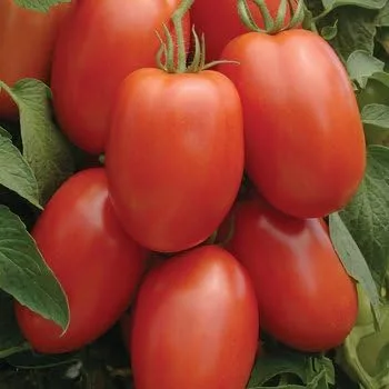 Vista 2 de Semillas de verduras de jardín de Tomato Roma Great Heirloom (1 libra de semillas)