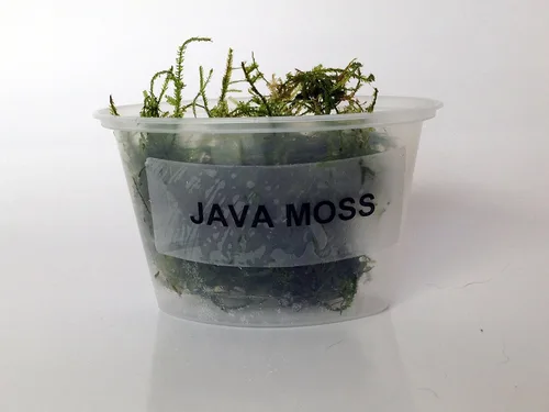 Vista 2 de Porción de musgo de Java en taza de 4 onzas, plantas de acuario de agua dulce fáciles de vivir