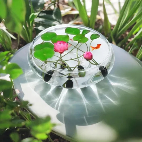 Vista 6 de 15 piezas de semillas de loto de cuenco para plantar - semillas de loto en bonsái, flor de lirio de agua, plantas acuáticas, ideales para estanques