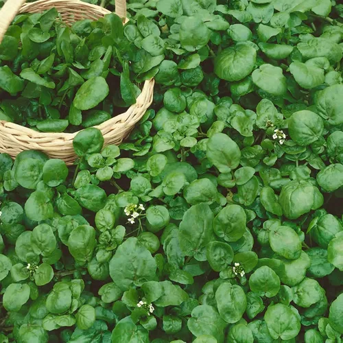 Vista 3 de Semillas de jardín de berros de 0.25 onzas, sin OMG, reliquia, berro y microgreens
