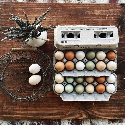 Vista 11 de Cartones de huevos impresos vintage, paquete de 90 cajas de cartón Henlay - Sostiene de forma segura una docena de huevos de pollo pequeños a XL