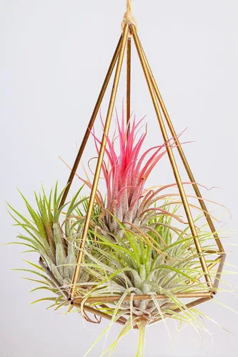 Vista 12 de Tillandsia Plantas de aire vivas de interior (paquete de 100), plantas de aire, recuerdos de fiesta a granel o recuerdos de boda, plantas vivas