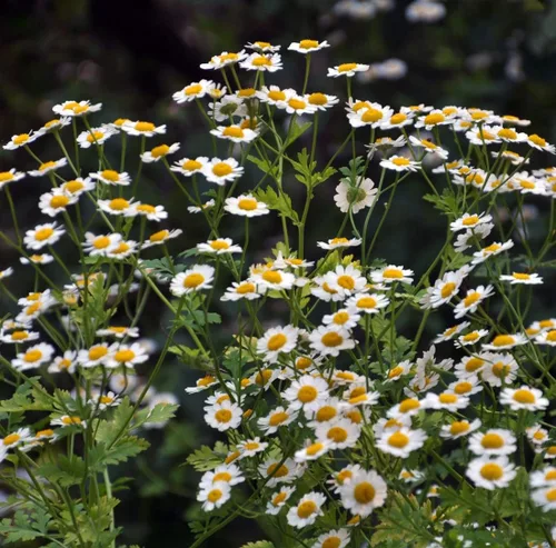 Vista 2 de Pyrethrum Daisy 50 semillas (crisantemo - Tanacetum cinerariifolium) reliquia - Polinizado abierto - Sin OMG - Semilla sin tratar
