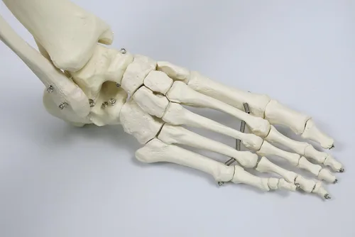 Vista 8 de 3B Scientific Modelo de esqueleto humano de plástico "Stan", 5 pies, soporte con ruedas., 1