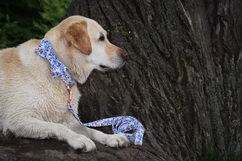 Vista 141 de Unique style paws - Collar para perros con corbatín, collar ajustable para perros y gatos, pequeño, mediano y grande