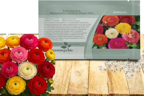 Vista 8 de Outsidepride 20 semillas anuales de ranúnculo persa ranúnculo macé flor semilla mezcla para plantar