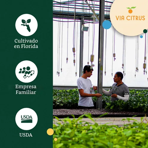 Vista 6 de Calamondin Tree - Plantas vivas para exteriores de 18 a 22 pulgadas de alto, árboles frutales de interior enanos, plantas vivas que no se pueden