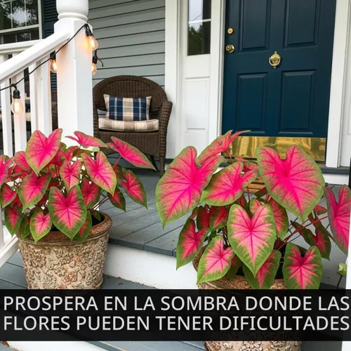 Vista 4 de Bulbos de Caladium Scarlet Arrow para Plantar - Excelentes Plantas de Interior (6 Bulbos)
