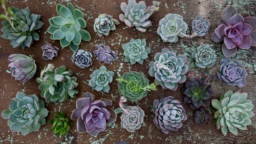 Vista 7 de Espoma ¡Cactus orgánico! Alimento vegetal, fertilizante natural y orgánico para todos los cactus, suculentas, palmeras y cítricos tanto