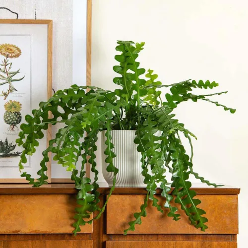 Vista 4 de Fishbone Cactus Plant Live, Epiphyllum Cactus Live Suculent, en maceta de 4 pulgadas