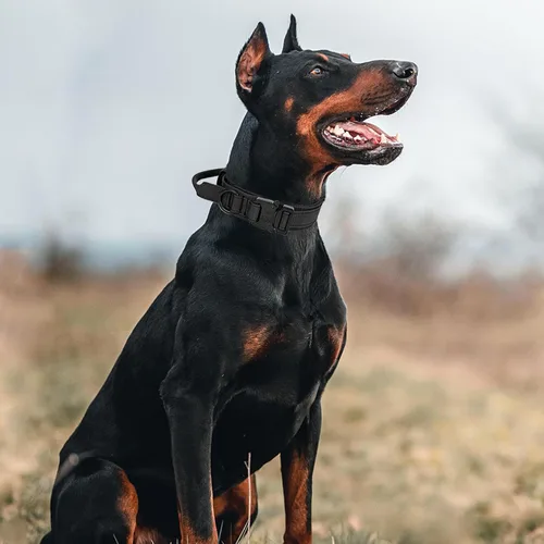 Vista 7 de Collar táctico para perro con asa, collar de entrenamiento militar ajustable para perros, nailon suave y hebilla de metal resistente para perros