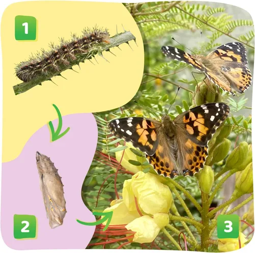 Vista 4 de Insect Lore Butterfly Garden Kit with Live Caterpillars – Grow 10 Painted Lady Butterflies - STEM Learning Activity, Habitat with Journal, Stickers