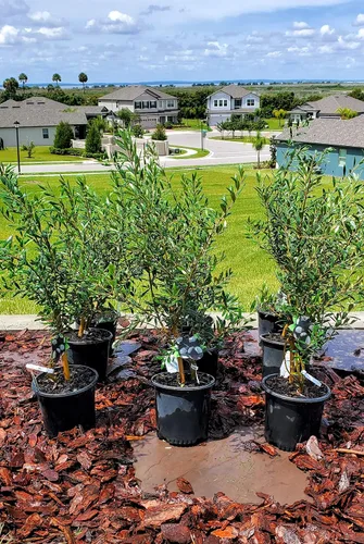 Vista 6 de Olivos Arbequina (negro) Incluye cuatro (4) plantas vivas