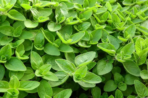 Vista 5 de TKE Farms & Gardens - Semillas de mejorana para plantar, 500 mg, 2000 semillas de reliquia, sin OMG, paquete incluye instrucciones para cultivar