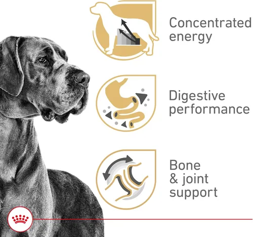Vista 3 de ROYAL CANIN Great Dane - Alimento seco para perros adultos, bolsa de 30