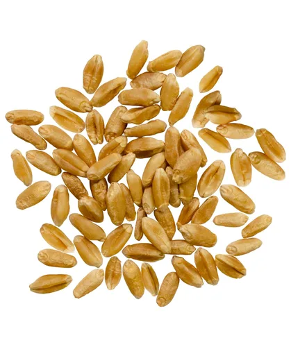 Vista 2 de Palouse Brand - Bolsa de trigo rojo primaveral Proyecto verificado sin OGM 100% no irradiado Certificado Kosher Parve Cultivado en EE.UU.