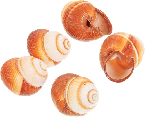 Vista 7 de WOONEKY 10 unidades de caracol natural para hornear aislamiento térmico caracol para restaurantes y cocina casera y para horno, microondas
