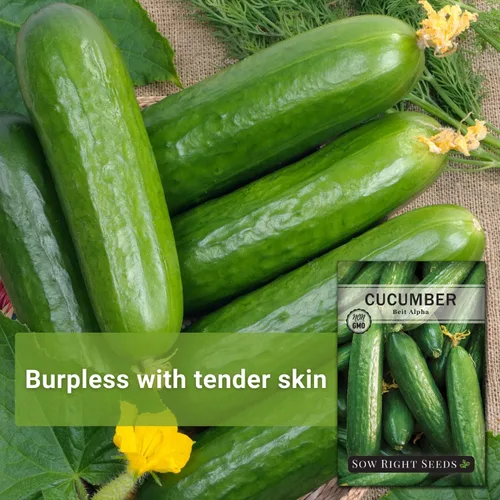 Vista 3 de Sow Right Seeds - Semillas de pepino Beit Alpha para plantar - Paquete de reliquia sin OMG con instrucciones para plantar y cultivar un huerto
