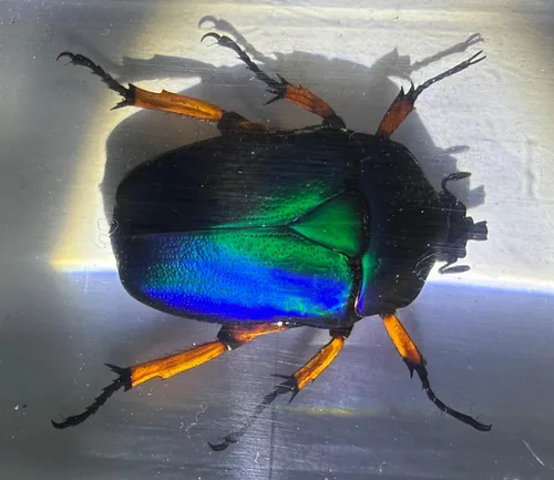 Vista 9 de 44mm Hormiga gigante tropical real en resina de lucita transparente cristalina, espécimen preservado Pseudoneoponera Rufipes, taxidermia