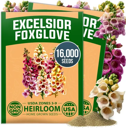 Vista 56 de HOME GROWN Semillas de Hollyhock de doble mezcla de Chater, 200 semillas