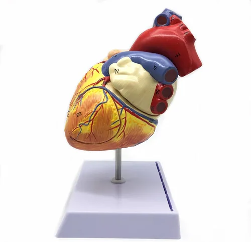 Vista 6 de XINDAM Modelo anatómico de corazón humano ampliado 2X, modelo anatómicamente preciso de corazón, anatomía de esqueleto humano para ciencias, aula