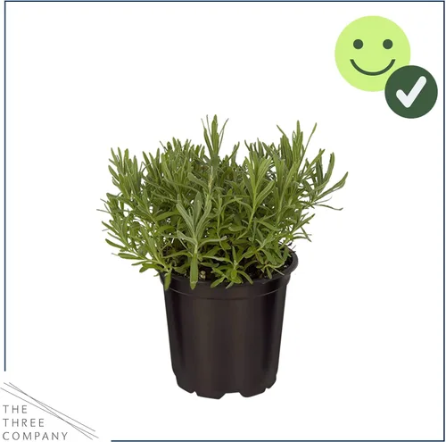 Vista 3 de Hierba aromática y comestible viva, lavanda (4 por paquete), potenciador natural del sueño, 6 pulgadas de alto por 4 pulgadas de ancho en 1 pinta