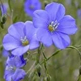 Vista 3 de Semillas de lino azul a granel sin OMG - Linum perenne (1 libra)