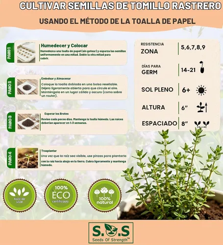 Vista 2 de Más de 1500 semillas de tomillo rastrero púrpura rosa cubierta de suelo reliquia, sin OMG
