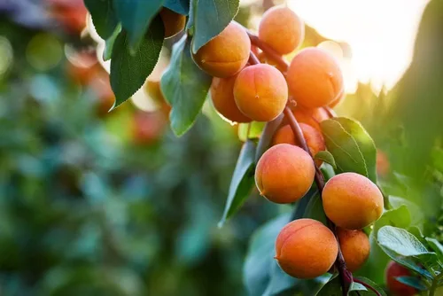 Vista 8 de Semillas de frutas para plantar - Semillas de frutas de jardín (caqui americano - 10 semillas)