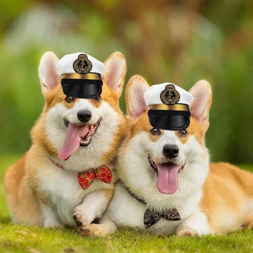 Vista 4 de Gorro ajustable de poliéster para perros pequeños y gatos, accesorio para fotos
