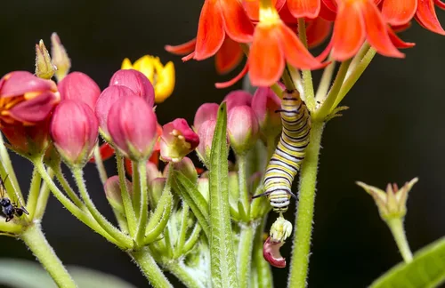 Vista 2 de Tropical Milkweed - Asclepias Currassavica Seeds - Alimento y planta hospedadora para mariposas monarca. Crecerá en todo Estados Unidos