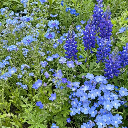 Vista 28 de Ferry Morse Mezcla para Todo Propósito Sol-Sombra a Granel Semillas de Flores Silvestres, 1 lb