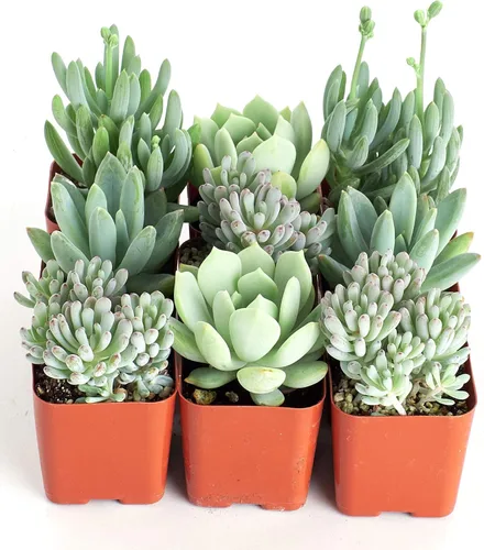 Vista 2 de Compra un gran surtido de suculentas seleccionadas a mano, plantas suculentas para interiores, totalmente enraizadas, Paquete de 6, Azul