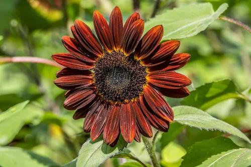 Vista 8 de 25 semillas de flor de girasol Helianthus annuus RED VELVET QUEEN