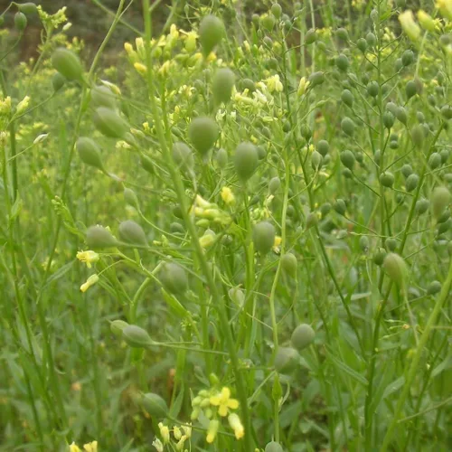 Vista 2 de Semillas de Camelina (Camelina Sativa) Paquete de 50 Semillas