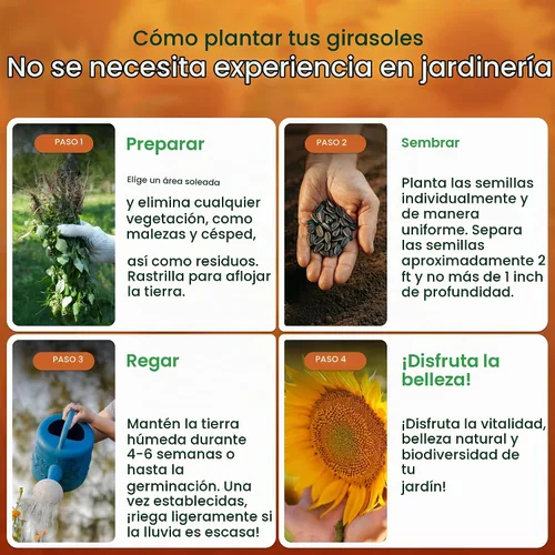 Vista 4 de Created By Nature Semillas de girasol para plantar, mezcla de semillas de girasol de 9 variedades, 1,000 semillas