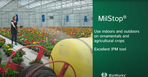 Vista 4 de MilStop SP Fungicida foliar orgánico, bolsa de 5 libras, con tijeras de recortar