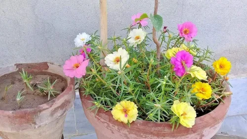Vista 2 de Portulaca (musgo de rosa) largo Bloomer Garden Dobles Mix Flower Container 500 Semillas #CN01