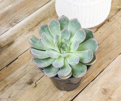 Vista 8 de Suculentas Echeveria de 1 cuarto de galón, 4 unidades, suculentas vivas recuerdos de fiesta en macetas suculentas, plantas suculentas vivas plantas