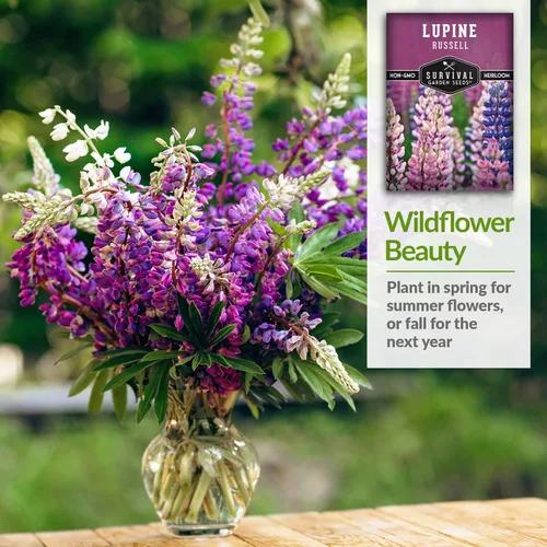 Vista 6 de Survival Garden Seeds Russell Lupine Mix Semillas para plantar, 1 paquete Mezcla de flores perennes, picos altos y coloridos, flores de jardín