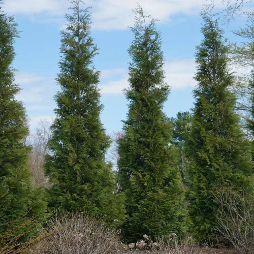 Vista 3 de Brighter Blooms - Full Speed A Hedge American Pillar Arborvitae, 1-2 pies - No hay envío a AK, AZ, HI
