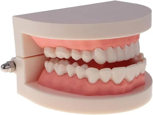 Vista 2 de Modelo de dientes de boca humana 1:1 con cepillo de dientes Cuidado de dientes Enseñanza Escuela Aprendizaje Ayuda Oficina Ornamento