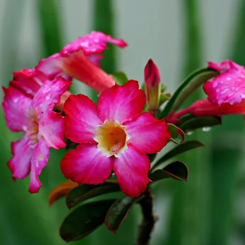 Vista 6 de Planta de Rosa del Desierto Rosa Pálido, Arbustos de Rosa del Desierto Adenium Bien Enraizadas, 10-18 cm de Altura, Plántula Suculenta en Floración