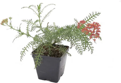 Vista 37 de Guardería Greenwood: Plantas Perennes Vivas - Rosa de Bath + Dianthus Gratianopolitanus - [Cantidad: 1x Maceta de Pinta]