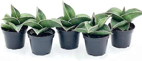 Vista 5 de BubbleBlooms Sansevieria Samurai - Planta de serpiente de espada azul enana en una maceta de 2 pulgadas, mini-duendecillo