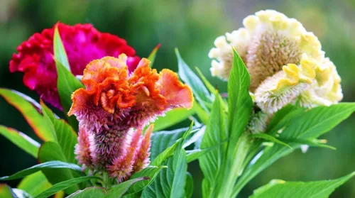 Vista 2 de Semillas Cockscomb Mix (Crestada, Indias Occidentales, Toreador) Flores anuales Celosia