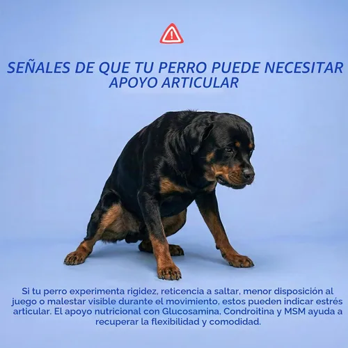 Vista 4 de Suplemento de cadera y articulaciones para perros, glucosamina, MSM y condroitina, 120