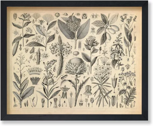 Vista 58 de Poster Master Póster Vintage de Titmouse Canadiense - Impresión Retro de Aves de América - Arte de Aves - Regalo para Hombres, Mujeres y Amantes